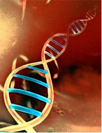 BRCA 1 y 2